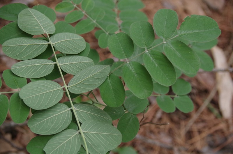 Panicled False Indigo photo 4