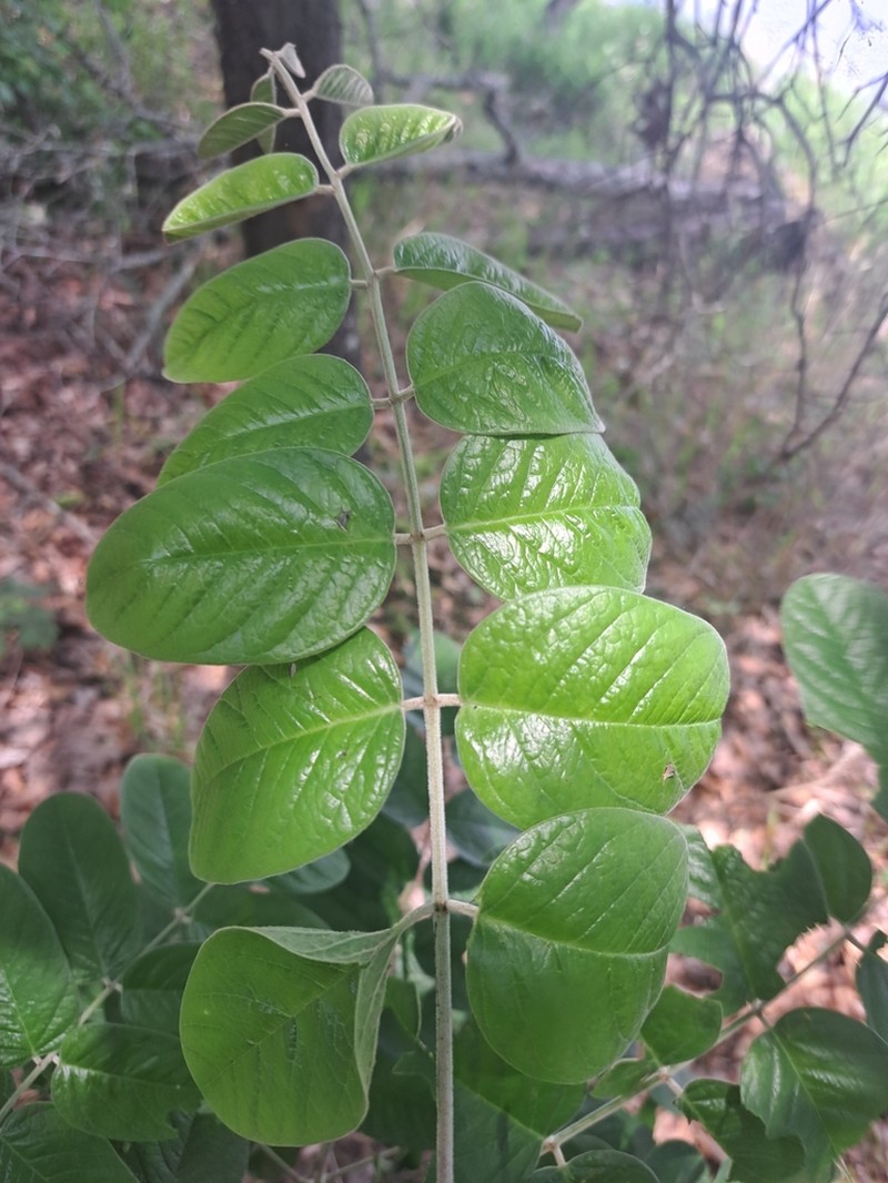 Panicled False Indigo photo 5