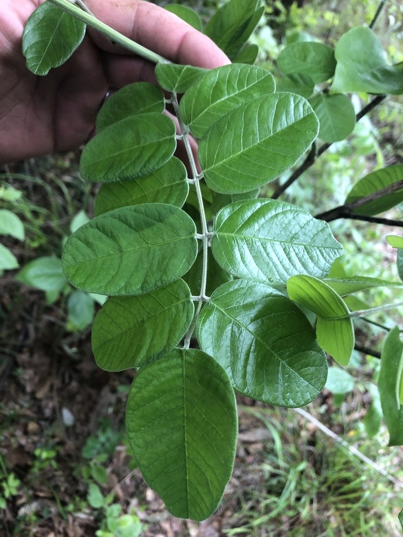Panicled False Indigo photo 6