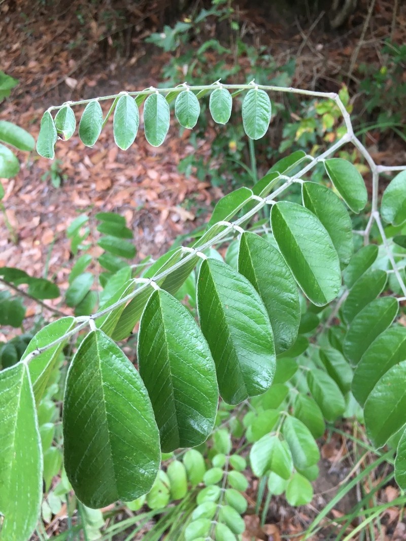 Panicled False Indigo photo 7