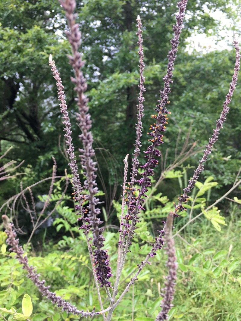 Panicled False Indigo photo 8