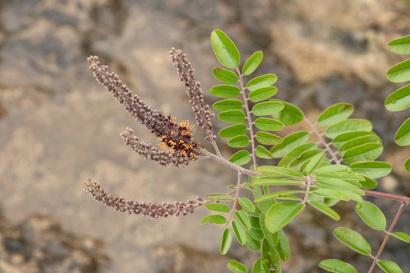 Roemer's False Indigo