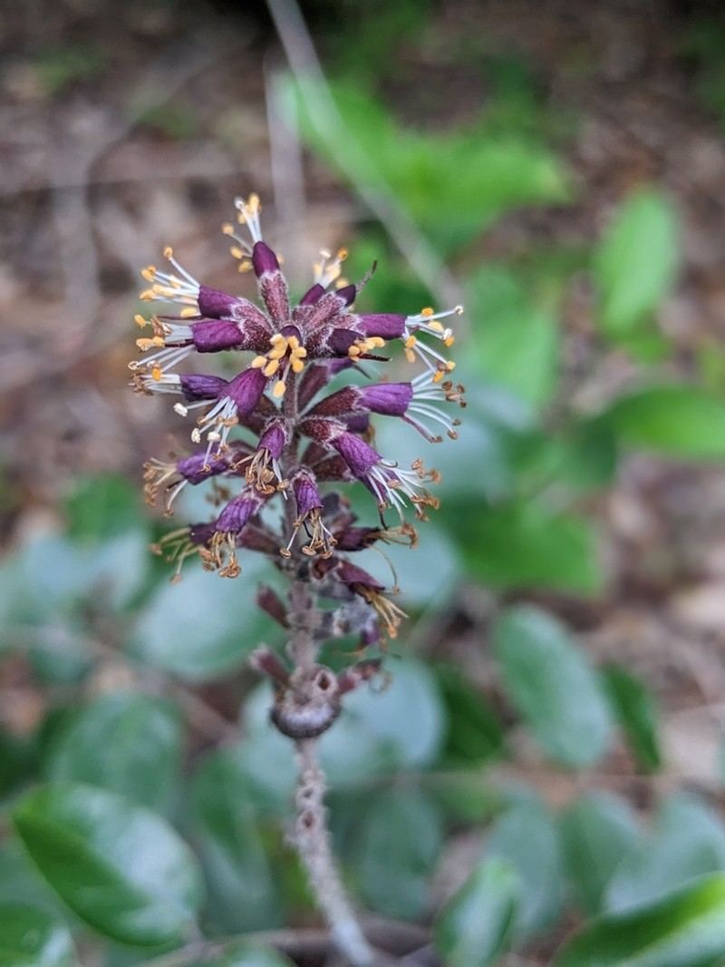Roemer's False Indigo photo 2