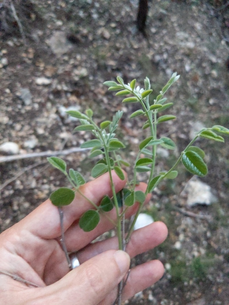 Roemer's False Indigo photo 3