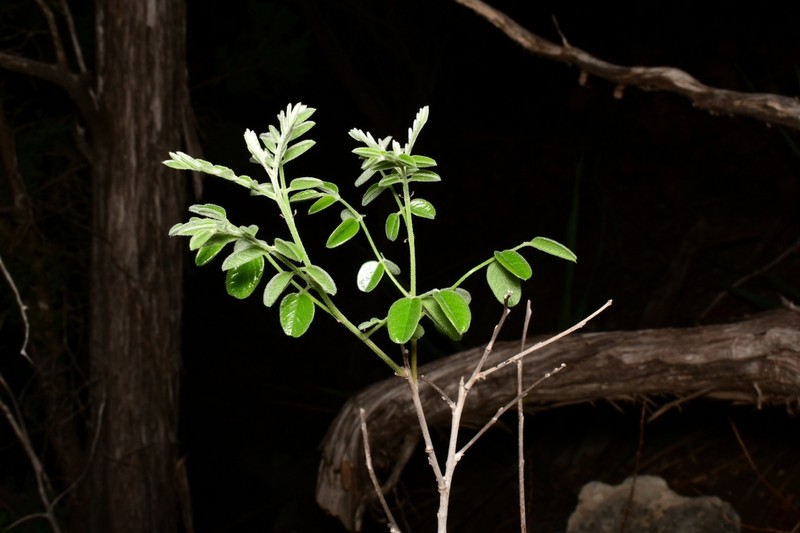 Roemer's False Indigo photo 4