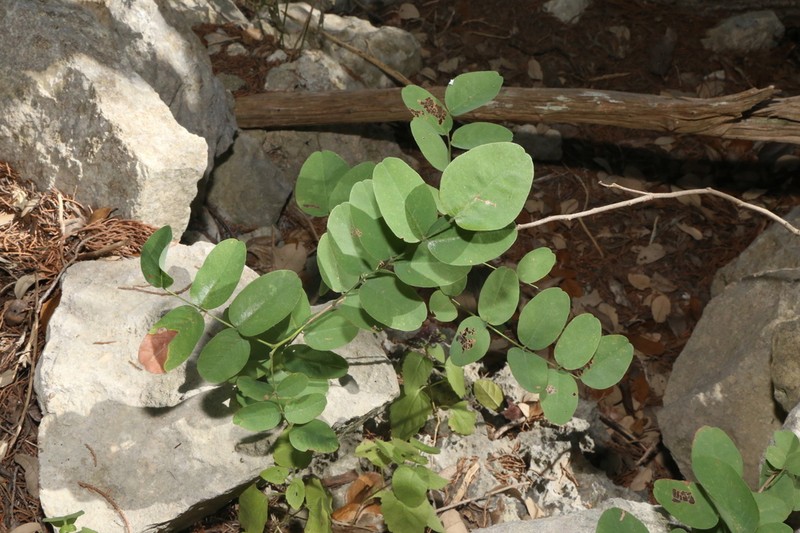 Roemer's False Indigo photo 5