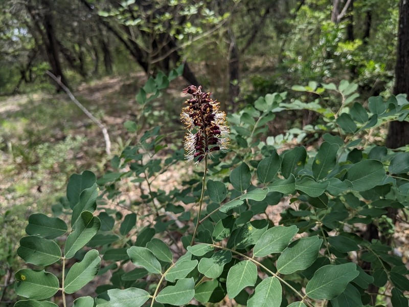 Roemer's False Indigo photo 7