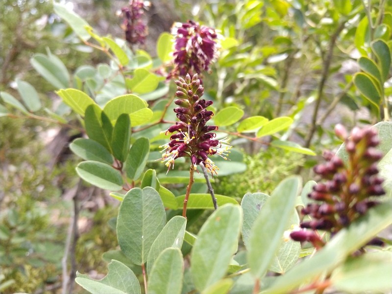Roemer's False Indigo photo 8