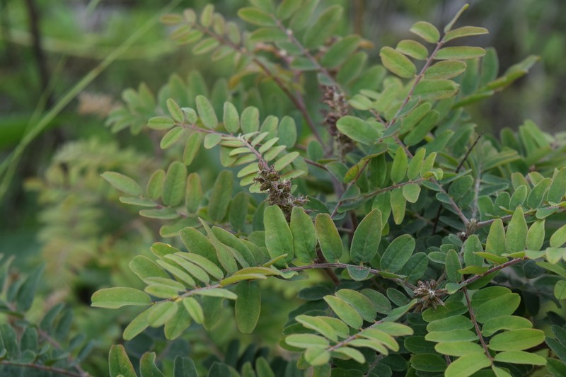 Schwerin's False Indigo