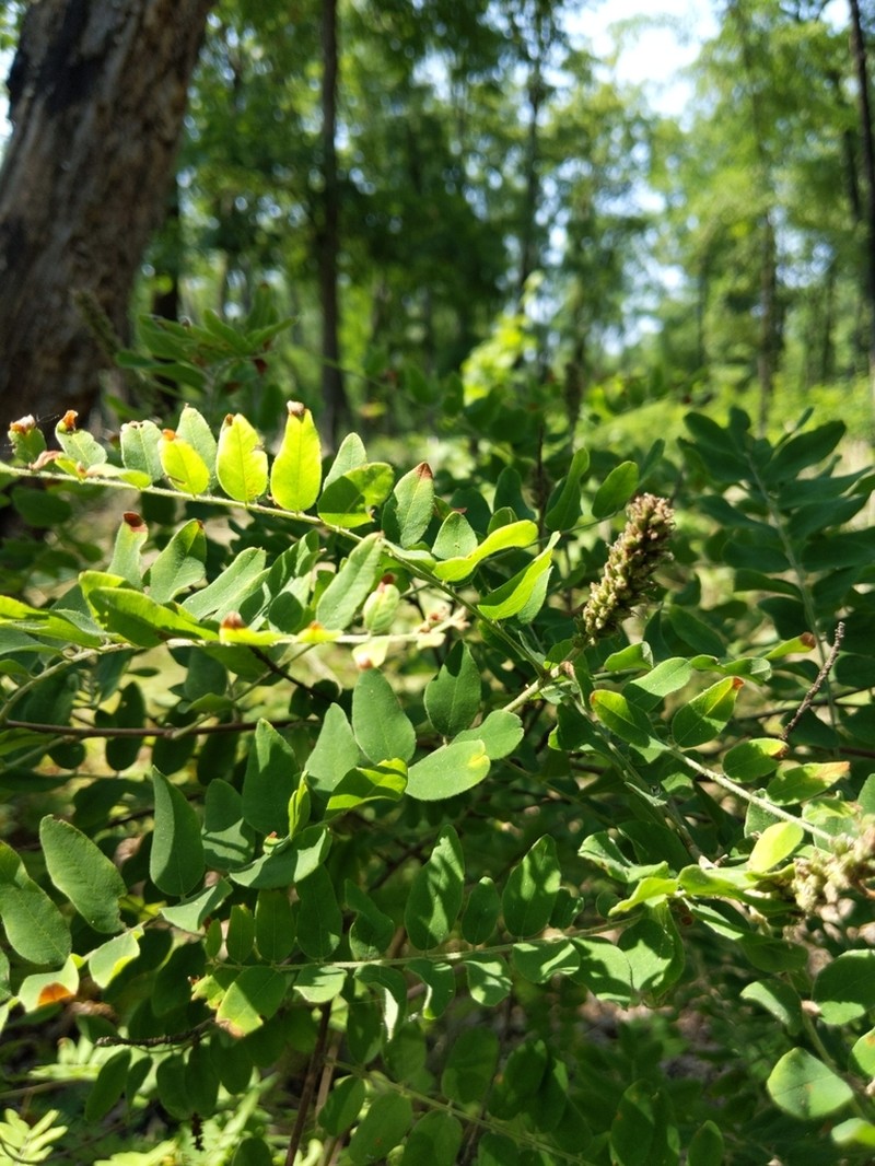 Schwerin's False Indigo photo 2