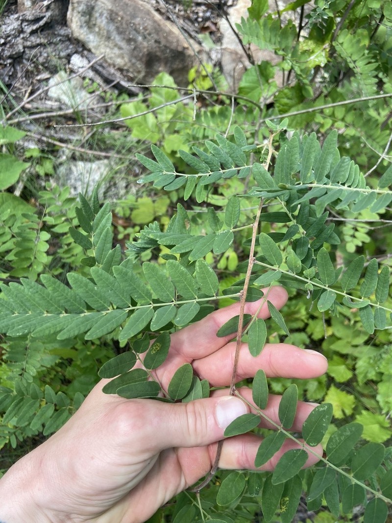 Schwerin's False Indigo photo 3