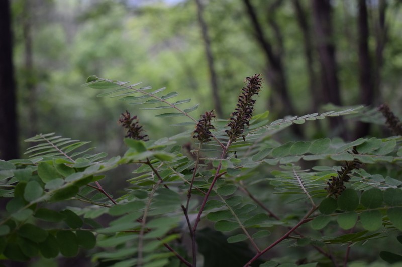 Schwerin's False Indigo photo 4