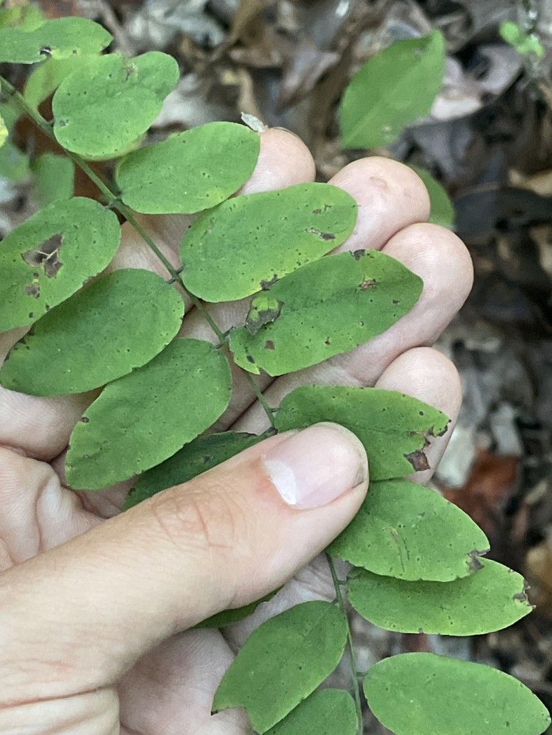 Schwerin's False Indigo photo 7