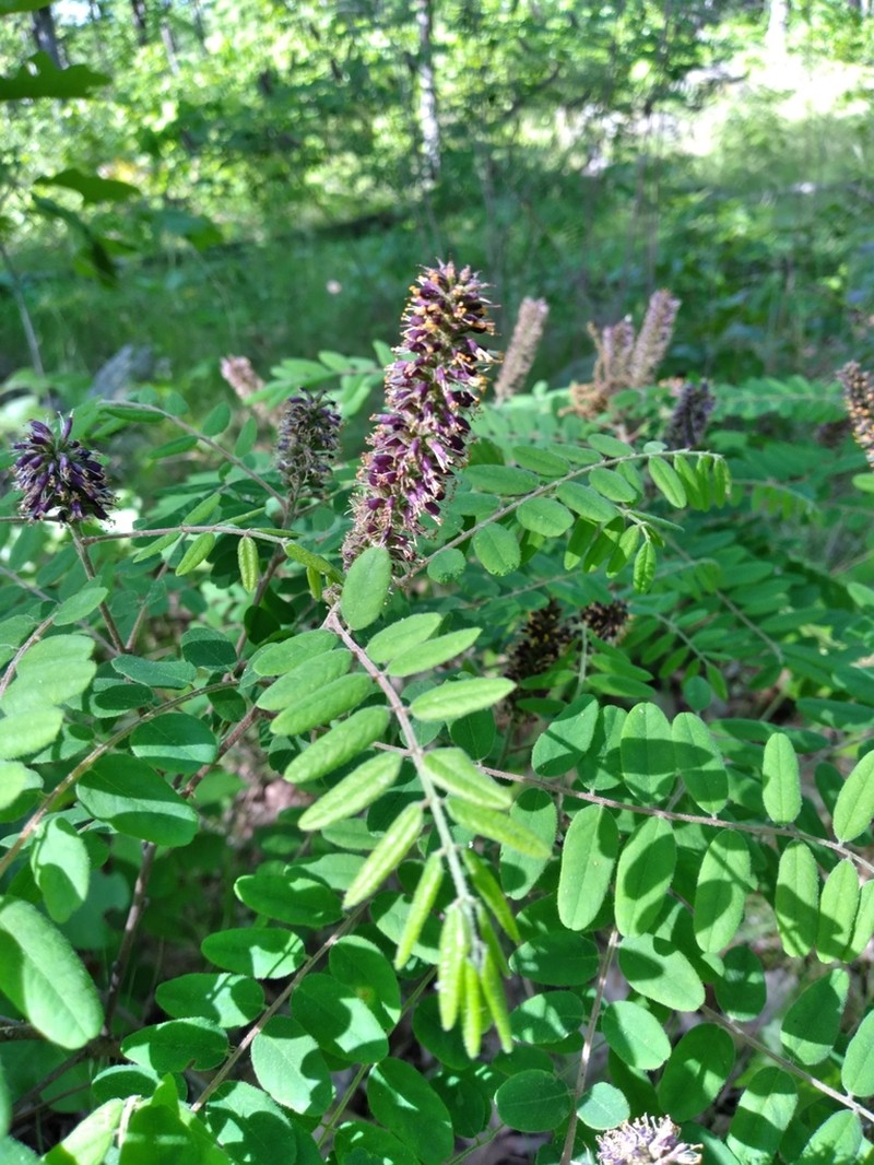 Schwerin's False Indigo photo 8