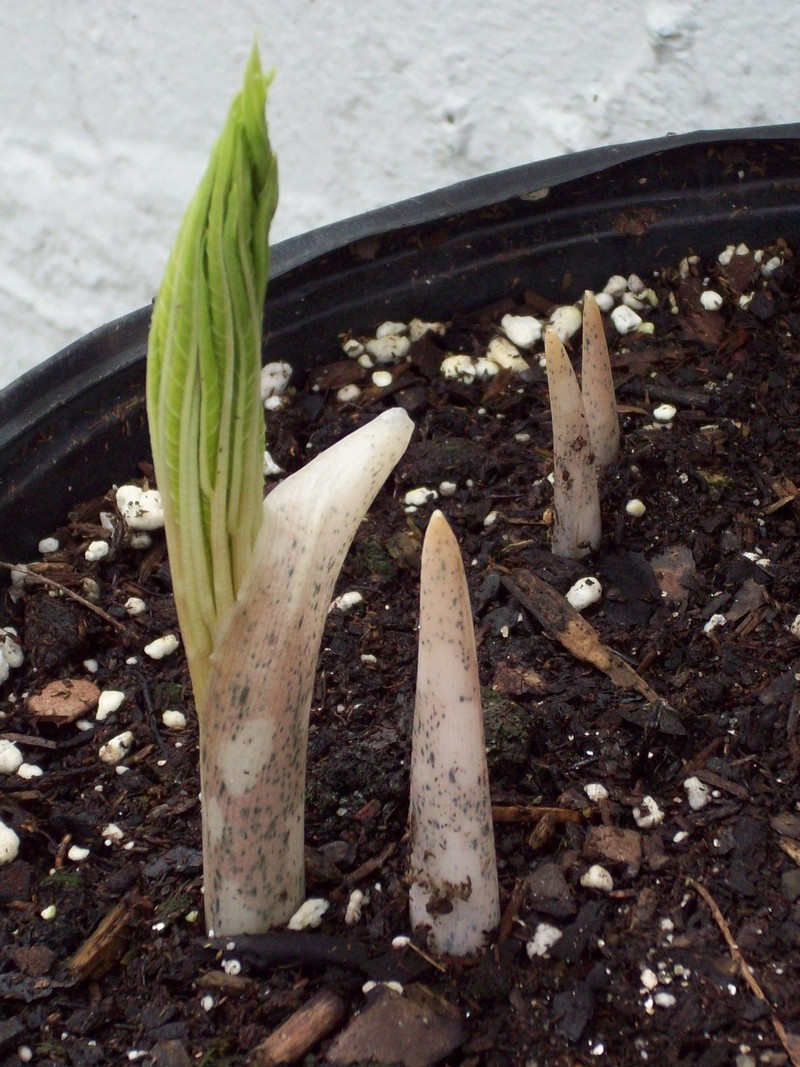 Amorphophallus abyssinicus