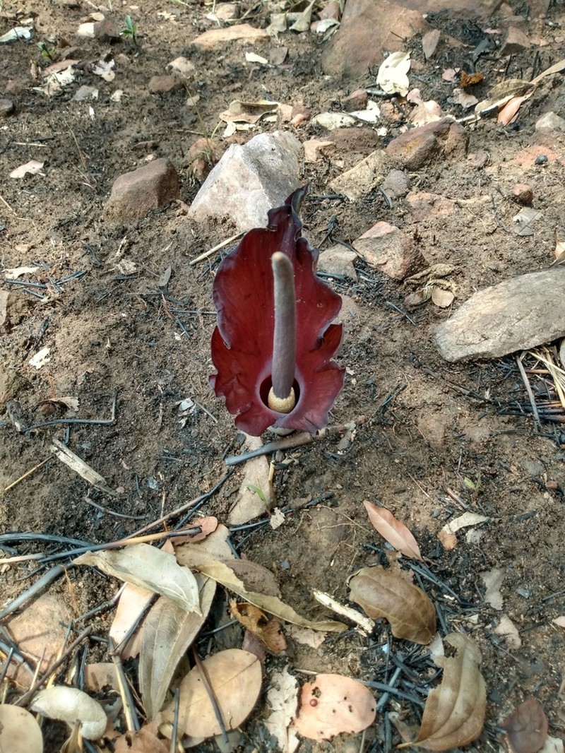 Amorphophallus abyssinicus photo 2