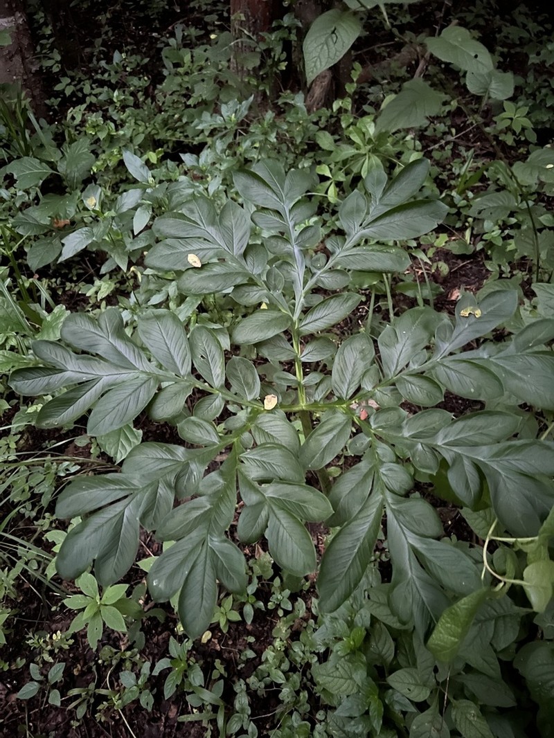 Amorphophallus abyssinicus photo 3