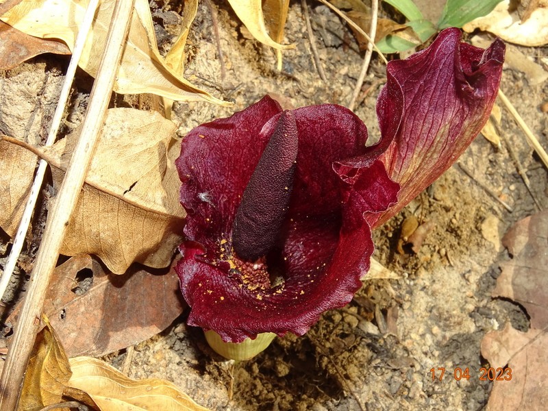 Amorphophallus abyssinicus photo 4