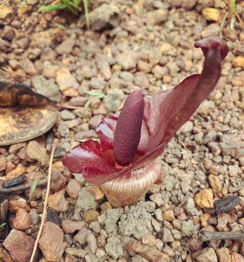 Amorphophallus abyssinicus photo 5