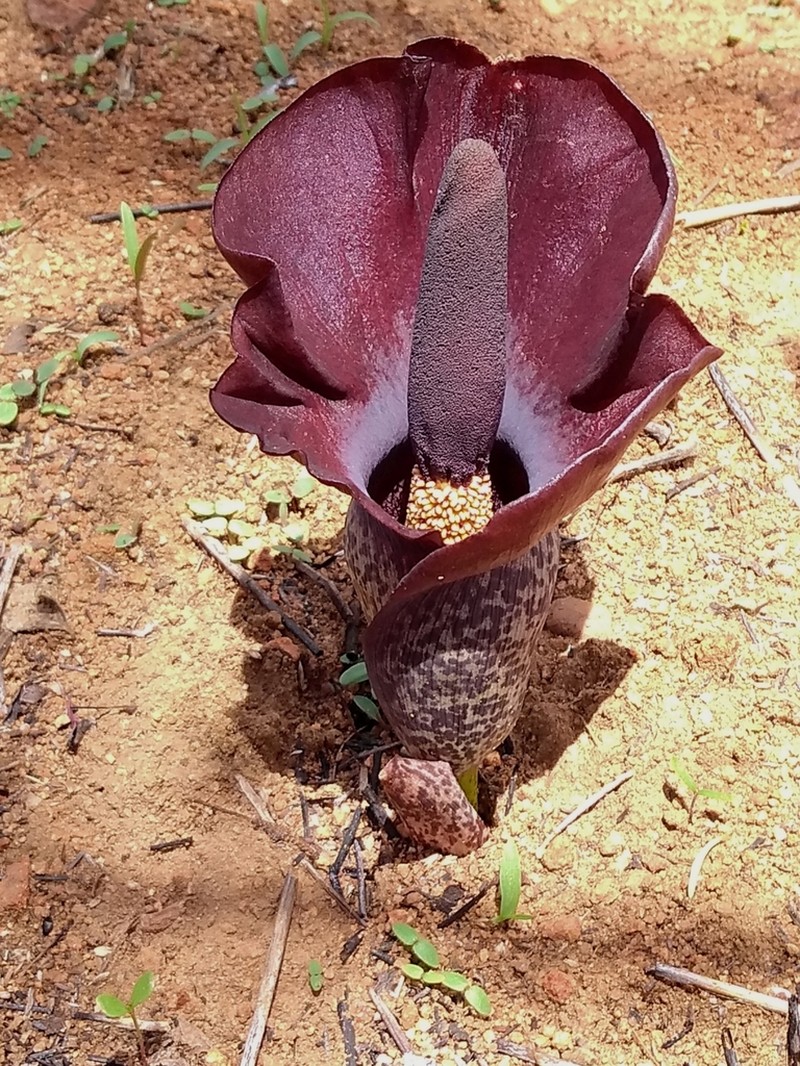 Amorphophallus abyssinicus photo 6