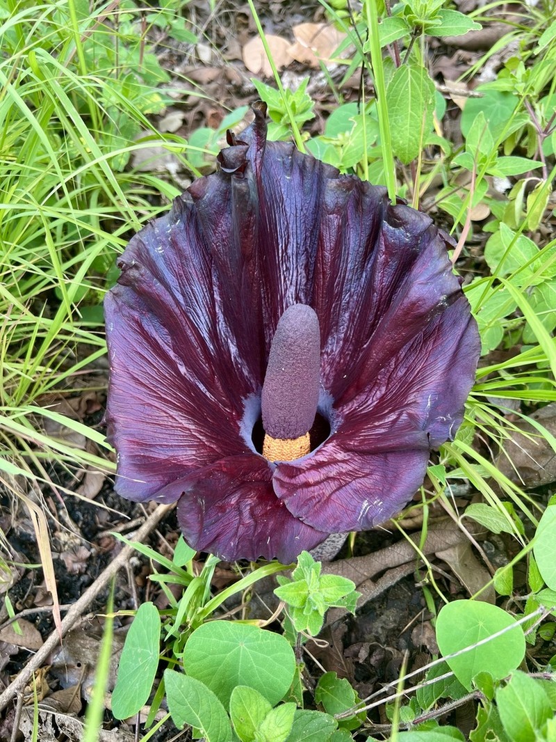 Amorphophallus abyssinicus photo 7
