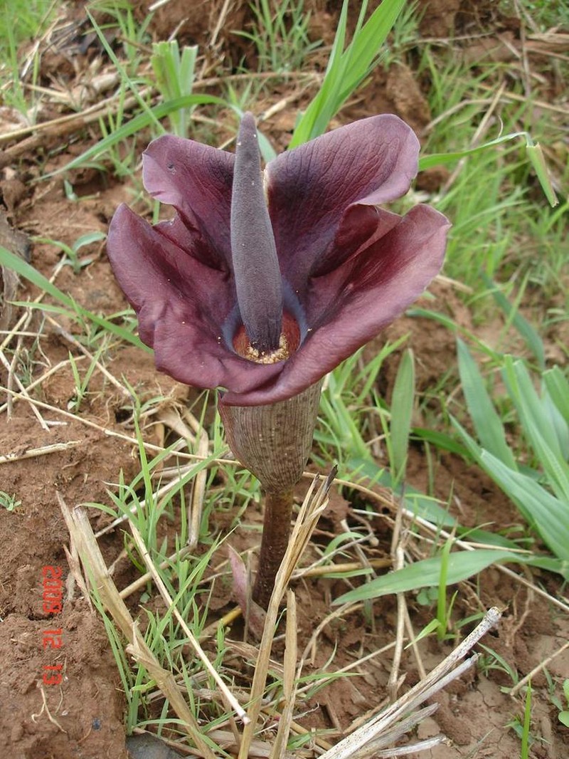 Amorphophallus abyssinicus photo 8