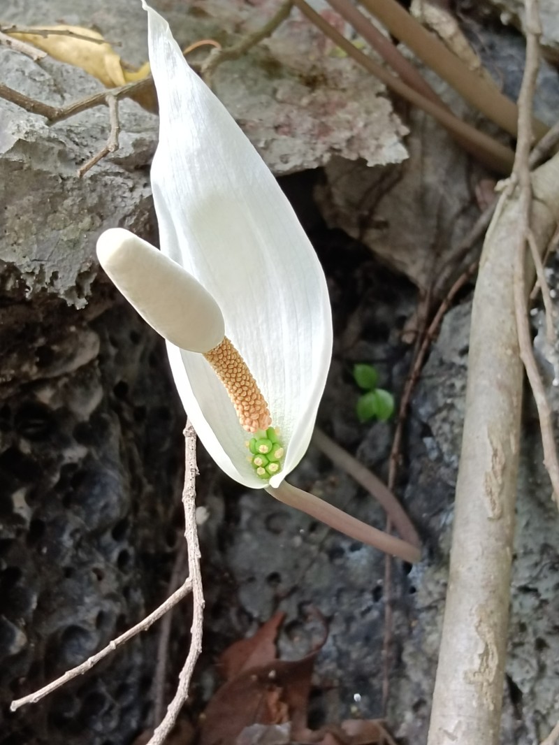 Amorphophallus albispathus photo 2