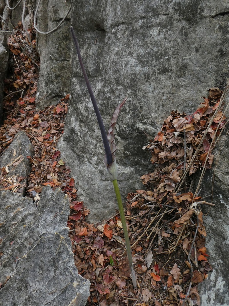 Amorphophallus andranogidroensis