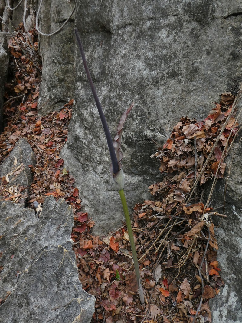 Amorphophallus andranogidroensis photo 2