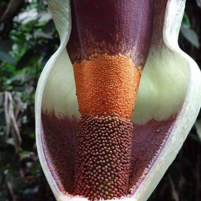 Amorphophallus angolensis