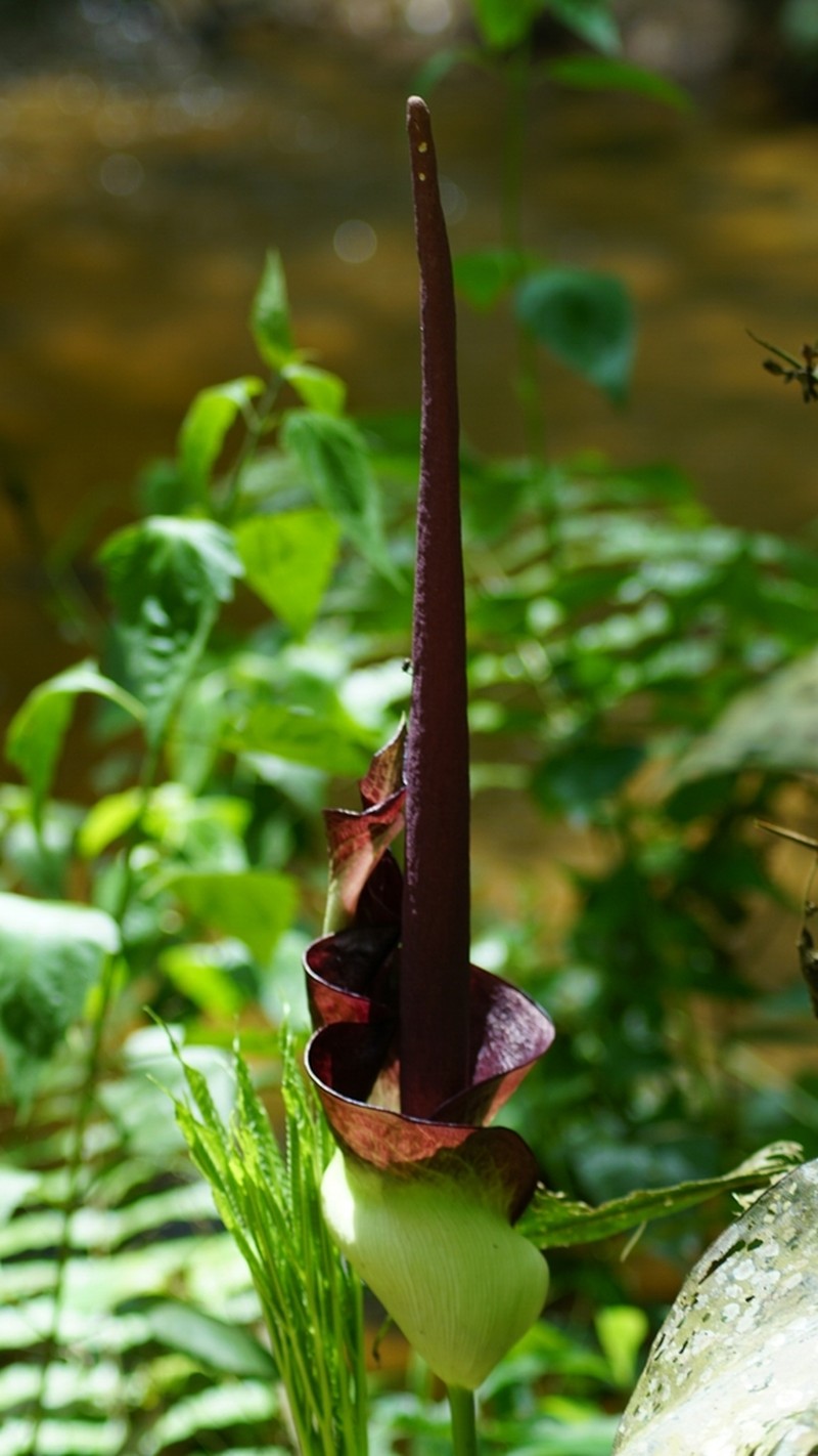 Amorphophallus angolensis photo 2