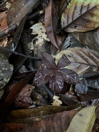 Amorphophallus angulatus
