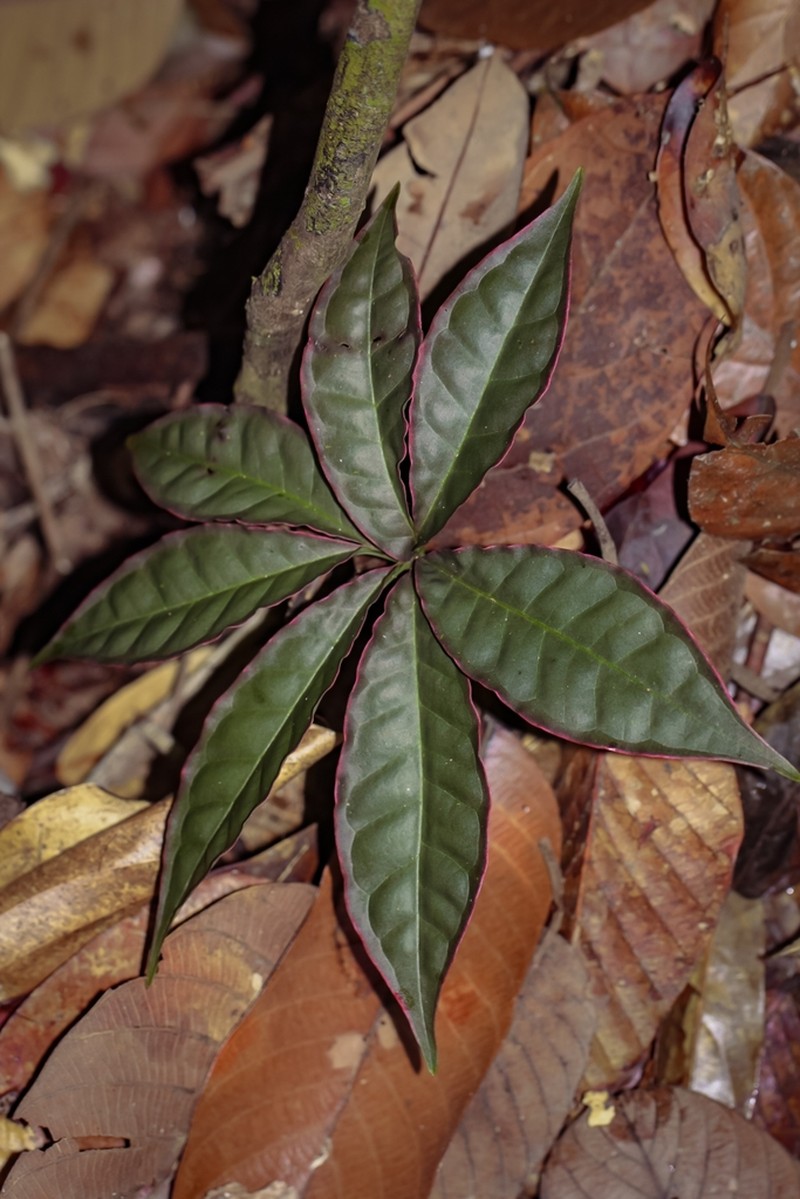 Amorphophallus angulatus photo 2