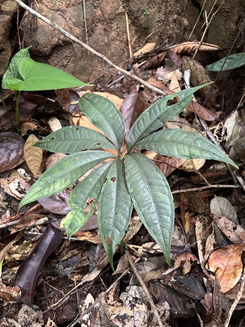 Amorphophallus angulatus photo 3