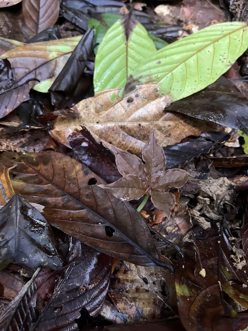Amorphophallus angulatus photo 5