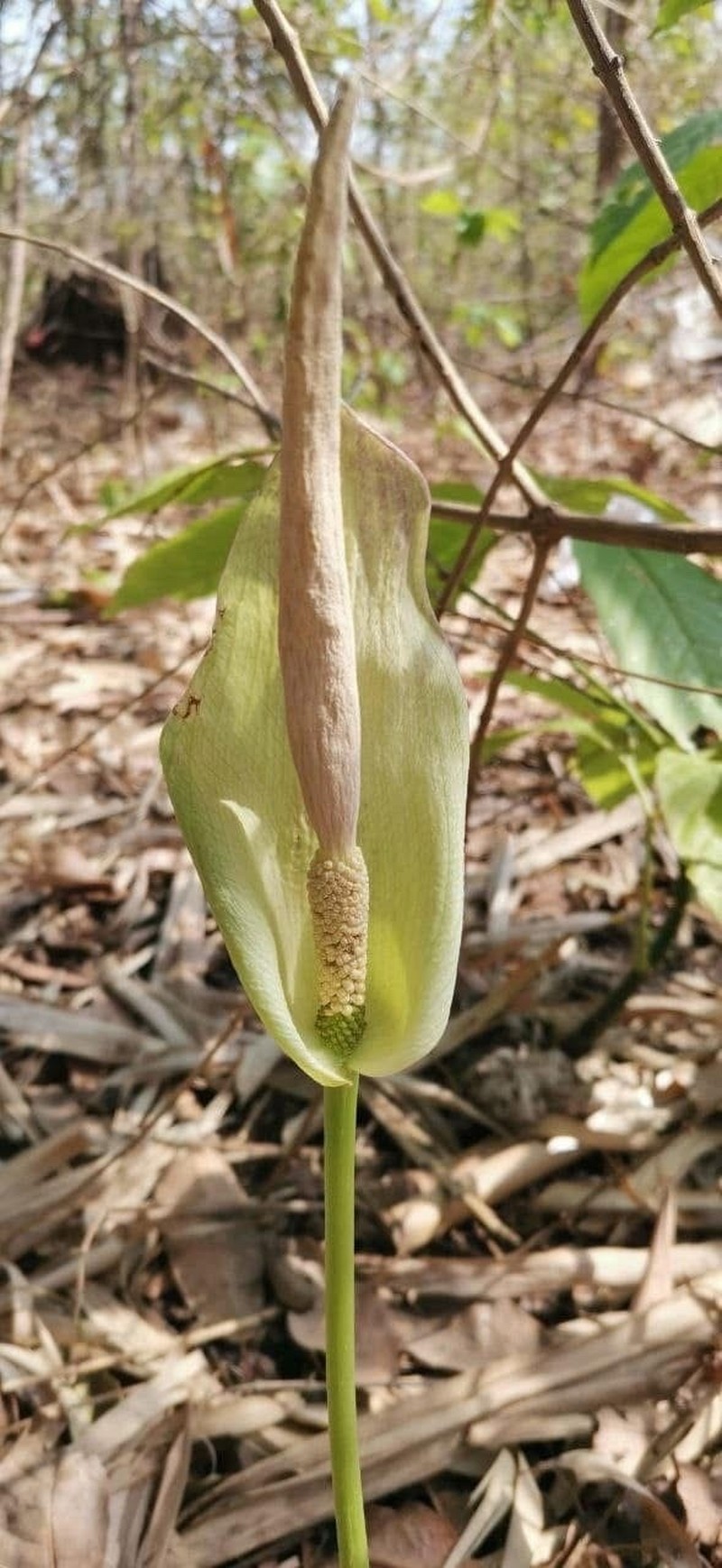 Amorphophallus angustispathus photo 2