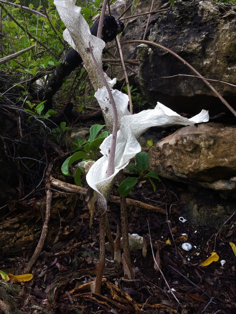 Amorphophallus ankarana