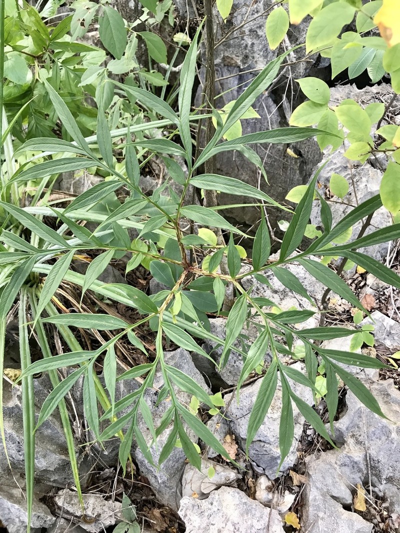 Amorphophallus ankarana photo 4