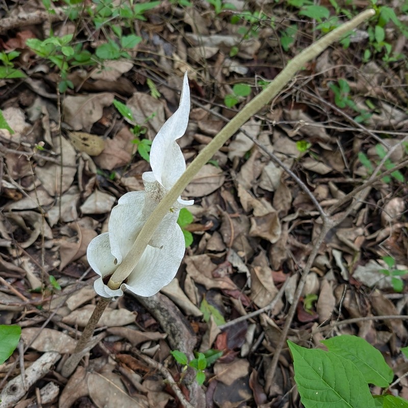 Amorphophallus ankarana photo 5