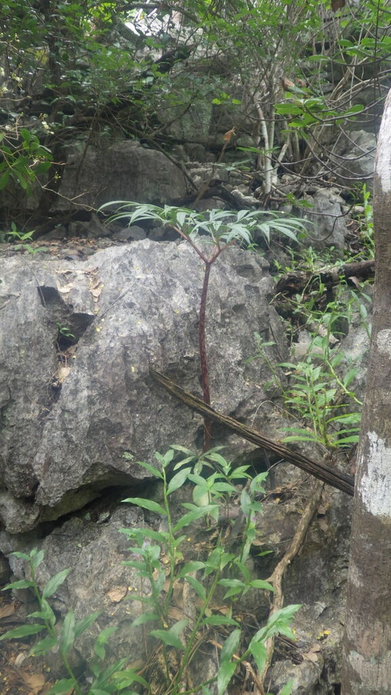 Amorphophallus ankarana photo 6
