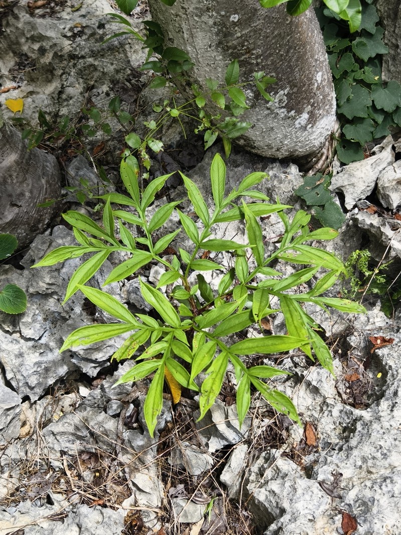 Amorphophallus ankarana photo 7