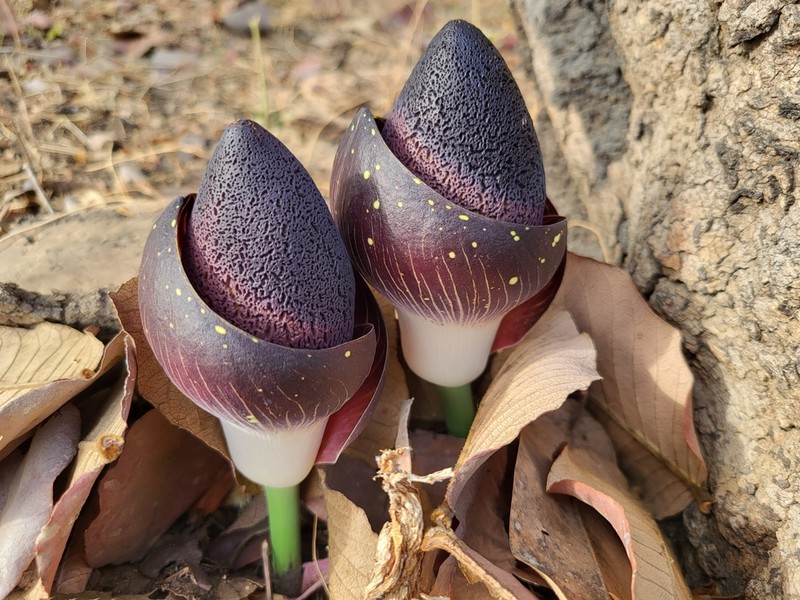 Amorphophallus aphyllus