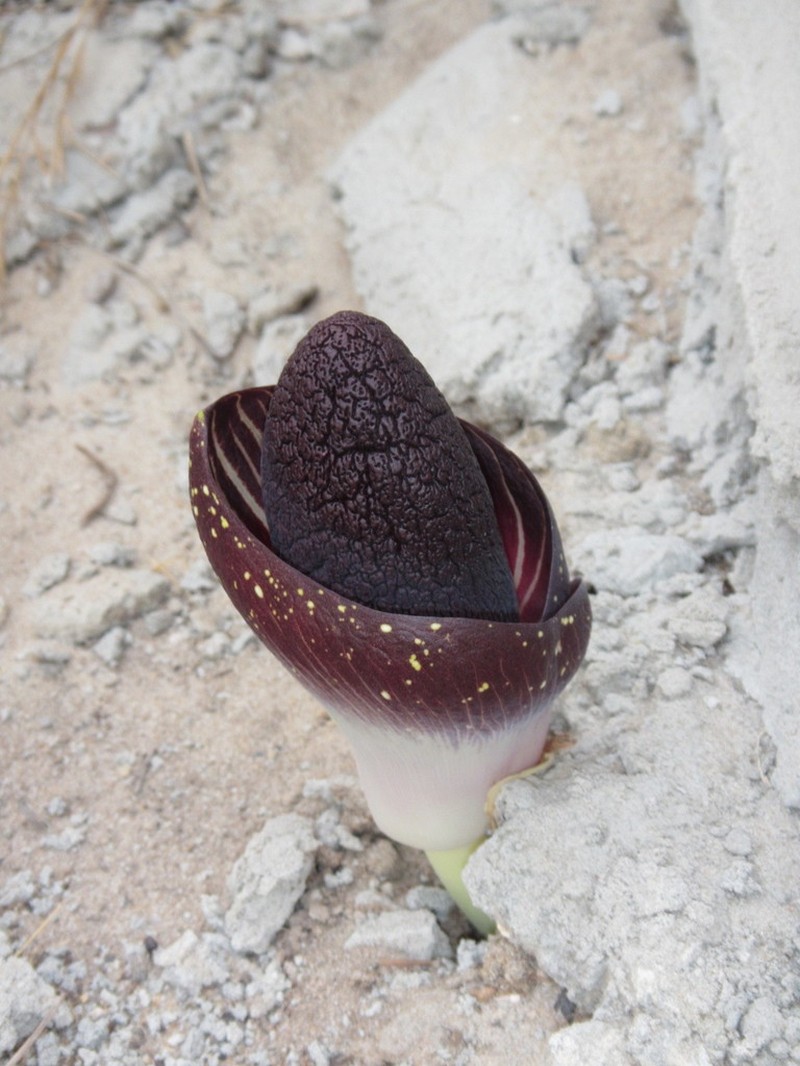 Amorphophallus aphyllus photo 2
