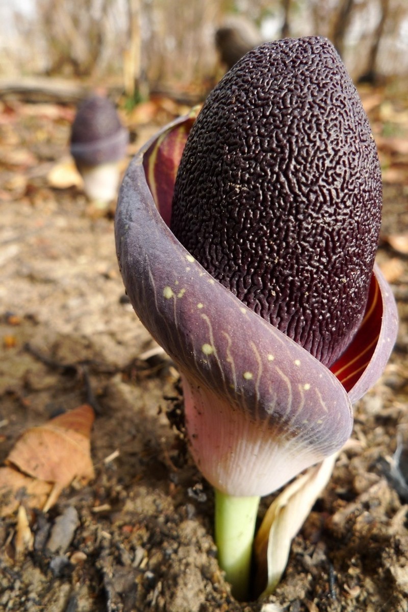 Amorphophallus aphyllus photo 3