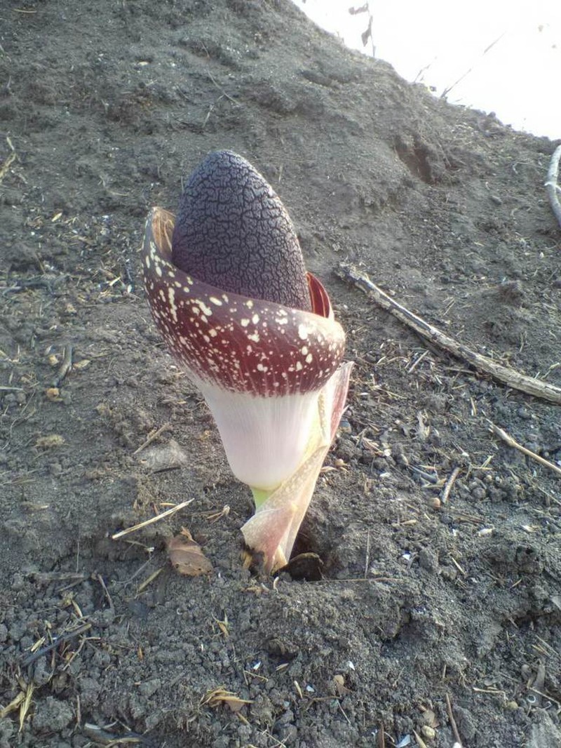Amorphophallus aphyllus photo 4
