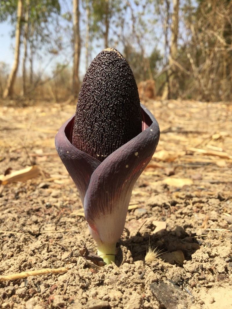 Amorphophallus aphyllus photo 5