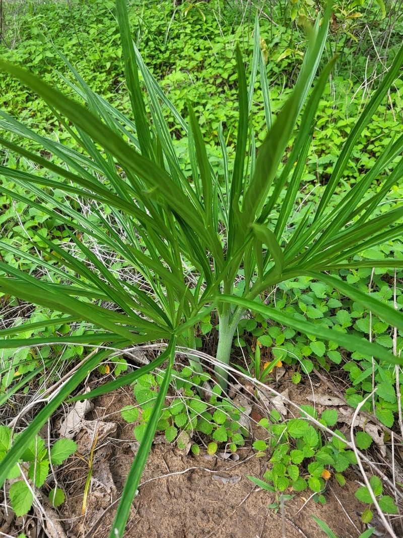 Amorphophallus aphyllus photo 6