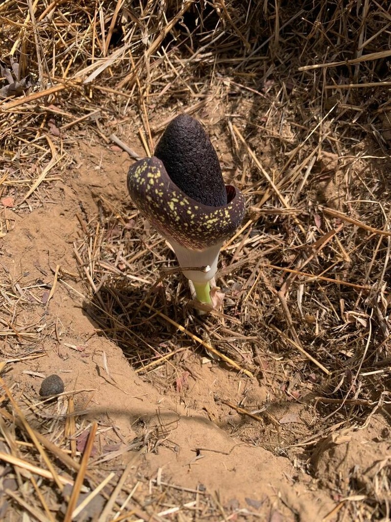 Amorphophallus aphyllus photo 7