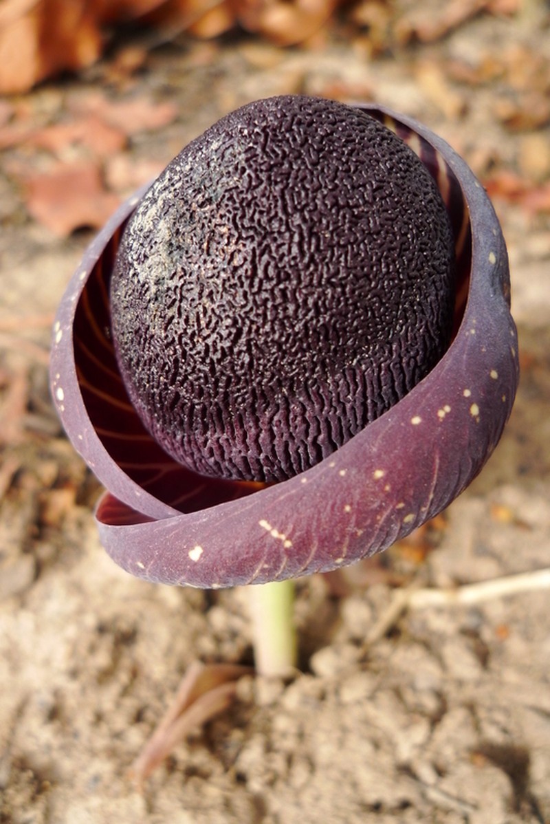 Amorphophallus aphyllus photo 8