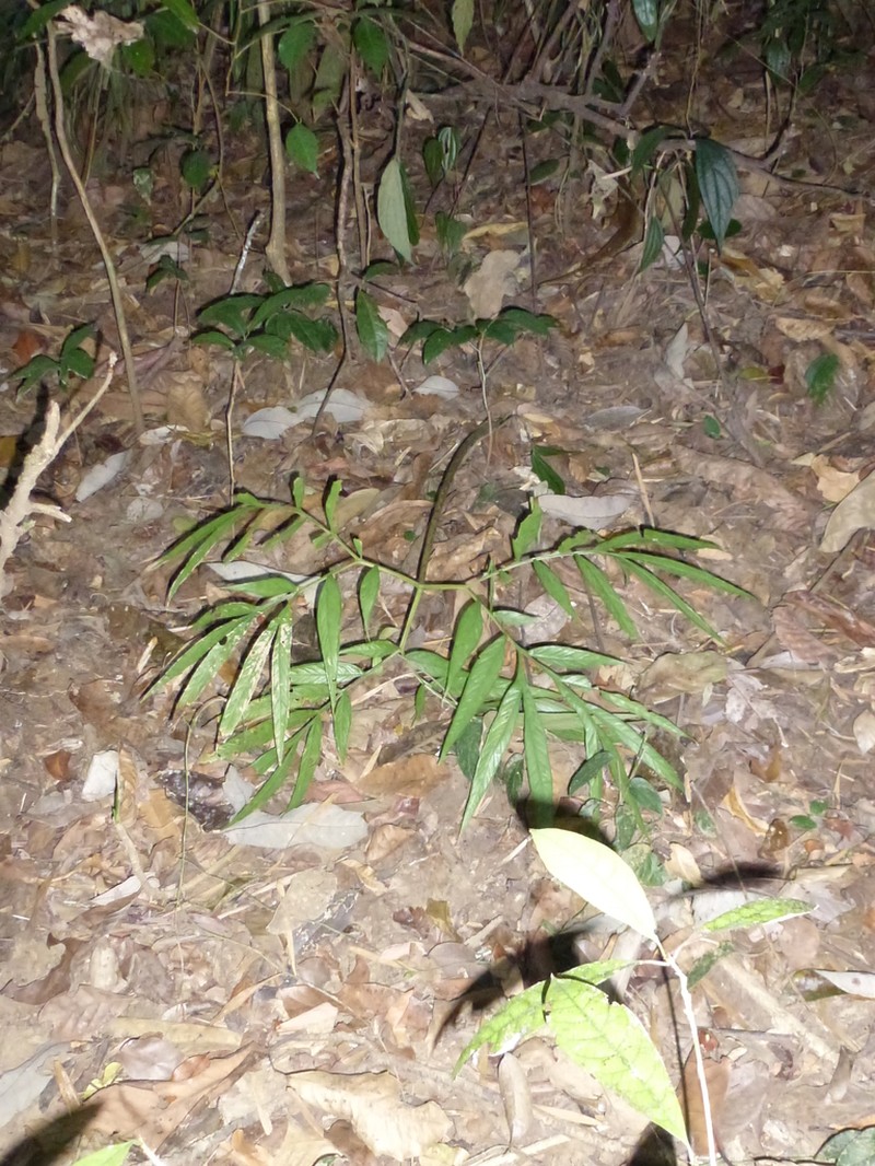 Amorphophallus ardii photo 2